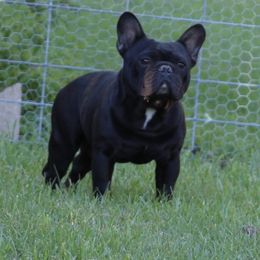 Bulldog and French Bulldog All Grown Up from Empire Bulldogs & French Bulldogs