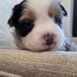 Luna- Blue Merle - Blue merle female Australian Shepherd puppy in Anthony, Florida from Out of the Blue Aussies