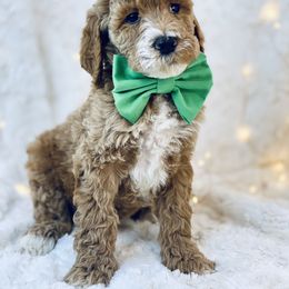 Goldendoodle Puppies from Castillo Family Farm