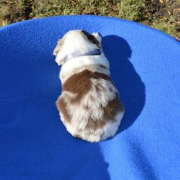 Chase - Red merle male Toy Australian Shepherd puppy in Forney, Texas from Texas Talent Toy Aussie's and Labs