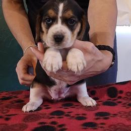 Dawn - Black tan and white female Beagle puppy in Palestine, Texas from The Beagle Corner