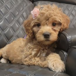 Aussiedoodles and Goldendoodles from Boujee Breeds