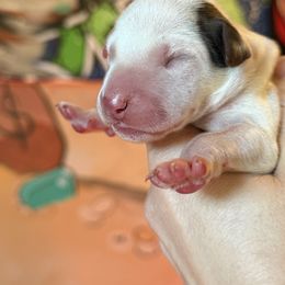 3rd pick male - White and liver brown male Dalmatian puppy in Lake Mathews, California from Bully Market
