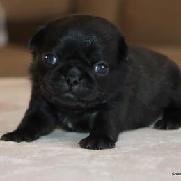 Mario - Black male Pug puppy in Winnsboro, Texas from Southern pugs