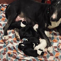 Bull Terrier and Poodle Puppies from The Dynasty
