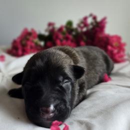 Belgian Malinois Puppies from Rose Kennels