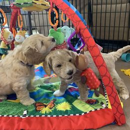 Goldendoodle Puppies from Grace of God Goldendoodles