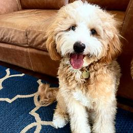 George - Bernedoodle