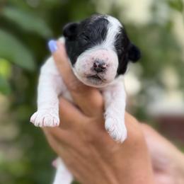 Caspian - Black and white male Bernedoodle puppy in Russellville, Arkansas from Crossgate Doodles