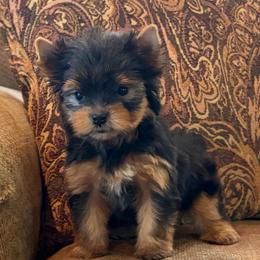 Winston TEACUP - Black and tan male Yorkshire Terrier puppy in Monticello, Iowa from Ashley’s Puppies