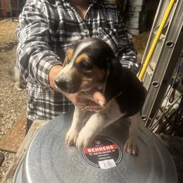 Boy 2 - White black and tan male Beagle puppy in Martinton, Illinois from Iroquois River Beagles