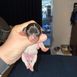 Chloe Pup 1 - White black and tan male Toy Fox Terrier puppy in Clermont, Florida from Debbie Hiles's Toy Fox Terriers