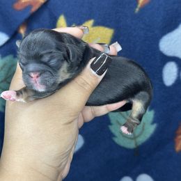 Ckc OCEAN - Black and tan male Shih Tzu puppy in Roseville, Michigan from Diamond Paws LLC