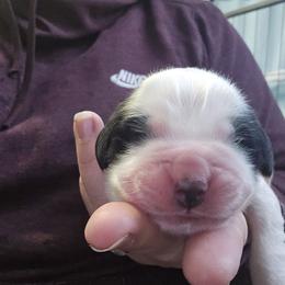 Girl 1 - Brown and white female Saint Bernard puppy in Lebanon, Oregon from Tonya Tate's Saint Bernards