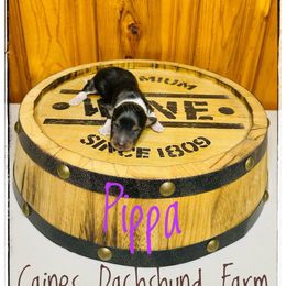 Pippa - Piebald female Dachshund puppy in Cincinnati, Ohio from Caines Dachshund Farm