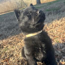 German Shepherd puppies from Ray Ranch, LLC