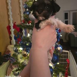 Sally - Black and white female Havanese puppy in Melba, Idaho from Lawson Havanese