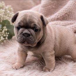 Rose (blue fawn girl) - Blue fawn female French Bulldog puppy in Baltimore, Maryland from Country Acres Farm