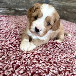Taylor - Red male Cavapoo puppy in Osseo, Michigan from Smiths Fluffy butts
