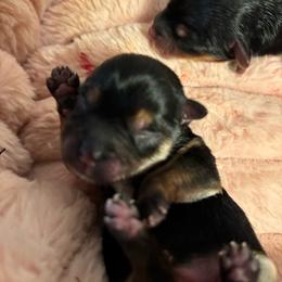 Joy - Blue and gold female Yorkshire Terrier puppy in Brandenburg, Kentucky from Lil Amazing Paws Yorkshire Terriers