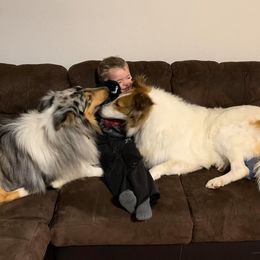 Collies from Skye Goode