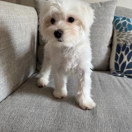 Archie - White male Maltese puppy in Dallas, Texas from Dallas Darling Maltese