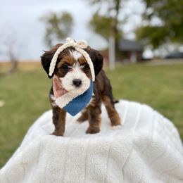 Eagle - Sable female Bernedoodle puppy in Buda, Illinois from Hamilton Farm Doodles