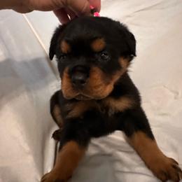 Pink girl - Black and mahogany female Rottweiler puppy in Chillicothe, Missouri from Bella Bowe Champion Import Rottweilers