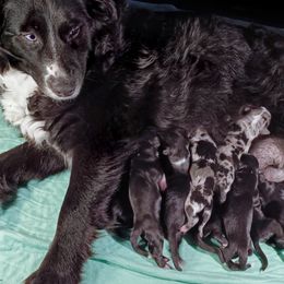 Australian Shepherd puppies from Double Moon
