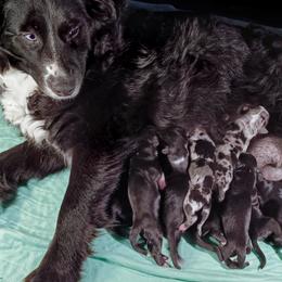 Australian Shepherd puppies from Double Moon
