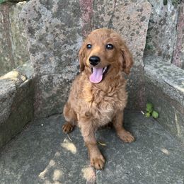 Max - Apricot male Goldendoodle puppy in Centralia, Missouri from Oodles Of Doodles Mo.