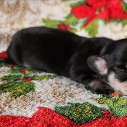 Olaf - Black and cream male Dachshund puppy in Anaconda, Montana from Williams Family Dachshunds