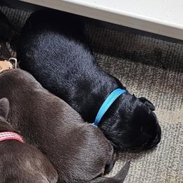 Blue Collar - Black female Labrador Retriever puppy in Boyd, Minnesota from Lindley Labradors