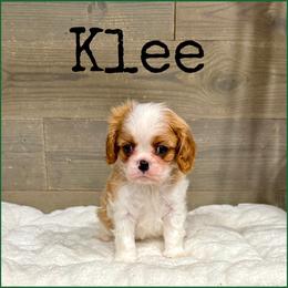 Klee - Blenheim male Cavalier King Charles Spaniel puppy in De Pere, Wisconsin from Rose Garden Kennels