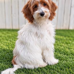 Boulder - Parti male Goldendoodle puppy in Boise, Idaho from Goldendoodle Baby