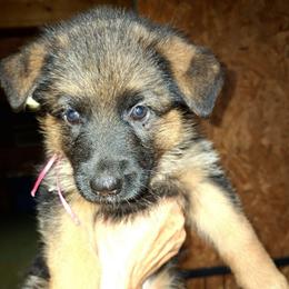 Ivy vom LegendLand - Black and red female German Shepherd puppy in Hillsborough County, Florida from Vom Legend Land