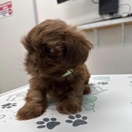 Snicker 4 - Chocolate male Shih Tzu puppy in Azusa, California from RJ Shih Tzu lover