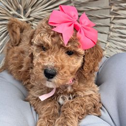 Milan - Poodle puppy from Lavishly Loved Pets LLC
