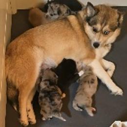 Pomsky Puppies from Pomskies of Vermont