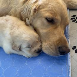 Golden Retriever Puppies from Gail’s Goldens