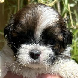 Bandit - Black and white male Shih Tzu puppy in Victorville, California from Precioustzus