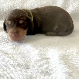 Lime Green - Chocolate and cream male Dachshund puppy in Silver Springs, Florida from DeMarsh's Dachshunds