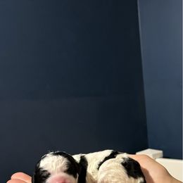 Phantom Parti dark green boy - Parti male Poodle puppy in Apison, Tennessee from Brush Hollow Farms