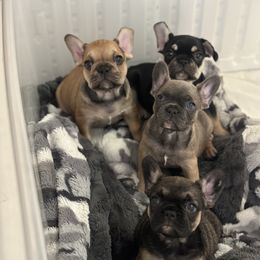 French Bulldog Puppies from Lance Miller