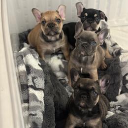 French Bulldog Puppies from Lance Miller