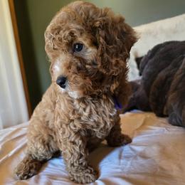 Bernedoodle and Goldendoodle Puppies from 4goldendoodles