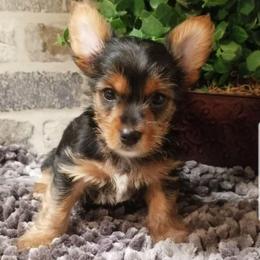 Rocco - Black and gold male Yorkshire Terrier puppy in Hot Springs, Arkansas from Kimberly's Lovable Littles