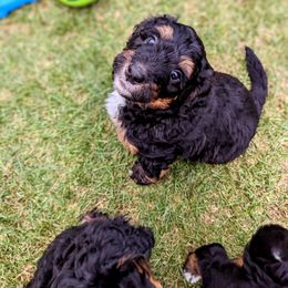 Bernedoodle Puppies from Rafter 58 Bernedoodles