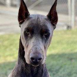 Doberman Pinschers and Pembroke Welsh Corgis from Corgi Dobie Co.