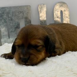 Mitch - Sable male Dachshund puppy in Rio Linda, California from Destiny's Mini Doxies